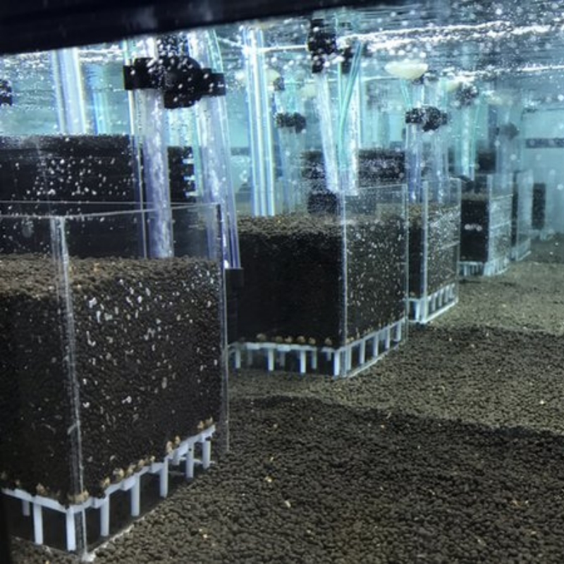 Transparent Acrylic Shrimp Fis - Calcium Reactor Media 评论和价格