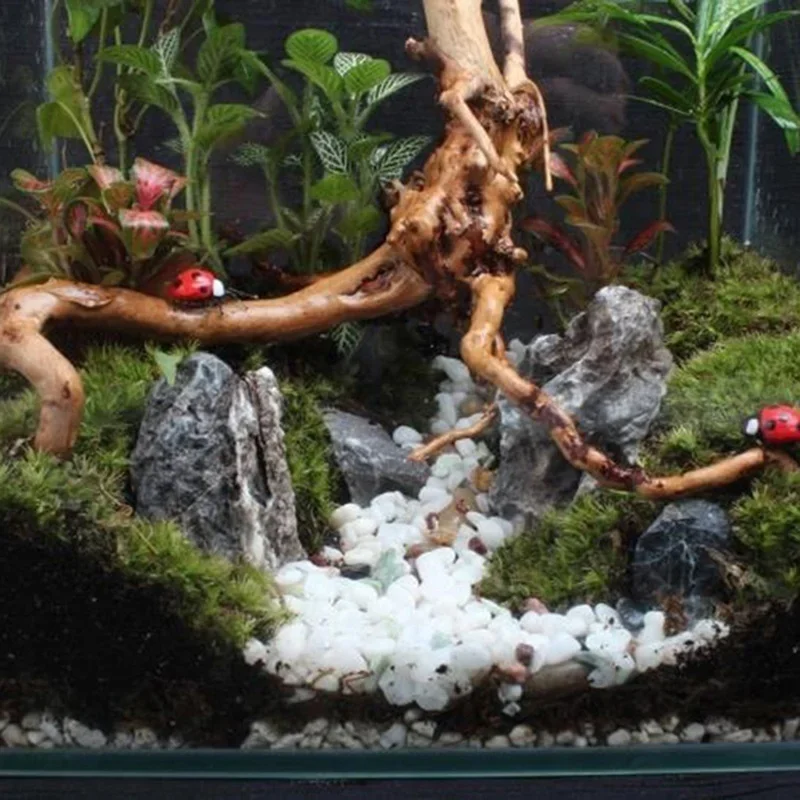 Natural Tree Trunk Driftwood A - Marine Aquarium All In One 评论和价格