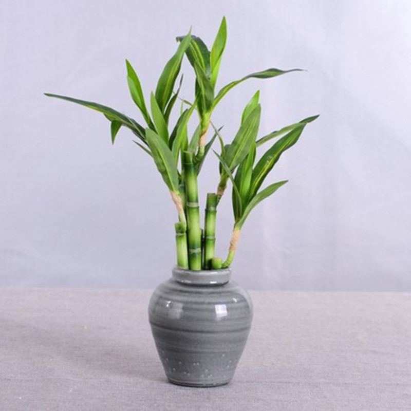 New 40cm rFtificial Lucky Bamb - Aquarium Marine Fish 评论和价格