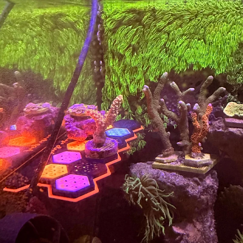 Aquarium Fluorescent Magnetic  - Coral Frag Plug 评论和价格
